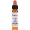 Healing Herbs Cerato