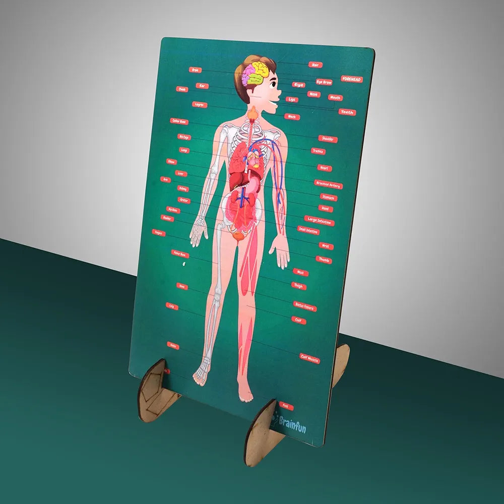 Lefan Human Body Parts Puzzle for Kids Anatomy Body Part Learn About O ...