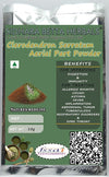 Sidhara Betta Herbals Clerodendron Serratum (Bharangi) Aerial Parts Powder - 15 gms