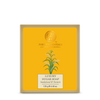 Forest Essentials Luxury Sugar Soap Sandalwood & Turmeric