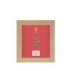 Forest Essentials Body Ubtan Rose Petal, Vetiver and Sandalwood