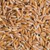 Desi Utthana Wheat Javari - 1 kg