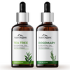 Aravi Organic Tea Tree and Rosemary Essential Oil Combo Pack - 15 ml Each